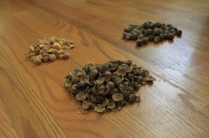 Unshelled, shelled, and acorn shells