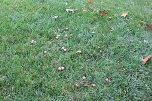 Acorns lying in the front yard